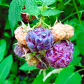 04 Raspberry Plants Live for Planting, Outdoor Spring Fast-Growing, 4-6" Sweet Berry Fruits Seedlings (Glencoe Thornless Raspberry)