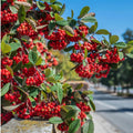 Red Chokeberry Plant Live, 9 Months Old Aronia Plants Shrub Bush, 6 to 12 Inc Plant