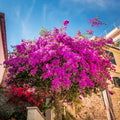 Purple Bougainvillea Plant Live, Bougainvillea Flowering Plant Perennial, Rooted Bougainvilleas Trees Starter 6-8 Inches