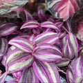 Pink Wandering Jew Plant Live, Variegated Wandering Live in 3.2 Inches Pot, Vibrant Foliage Indoor Houseplant