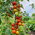 Mix Color Cherry Tomato Live Plants, 2 Plant Per Pot