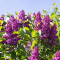 Live Purple Lilac Plant, Fragrant Syringa Flower Starter Plant, 6 to 8 Inch Tall Dormant Well Rooted, Syringa Live Plant, Lilac Bushes Live Plant, Live Lilac Tree Ready to Plant