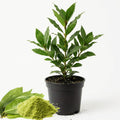 Bay Leaf Plant, Laurus Nobilis Bay Leaf Tree Live Plant, Laurel Plants Live, 8 to 10 Inc Tall