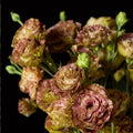 Pink Brown Eustoma Lisianthus Plants Live, Eustoma Lisianthus Live Plug, 3-5 Inches Tall, Rose Plant for Summer Fall Bloom