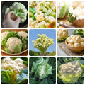 Set 2 of Cauliflower Plants Live Vegetable Plants, 2 Plants per Pot, Cauliflower Live Plants Gardening