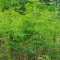 Moringa Tree Plant, 5 to 7 Inc, Moringa Oleifera Plant for Garden, 4 Inc Pot, Growing Outdoor Well Rooted