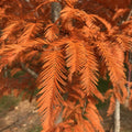 Dawn Redwood Plant, 8 to 18 Inch Tall Plant in Quart Pot, Hardy Perennial Redwood Tree Plants for Outdoor Growing