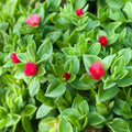 4 Red Aptenia Live Plants in 2'' Pot, Succulent Vine Groundcover, Drought-Tolerant Outdoor or Container Plant