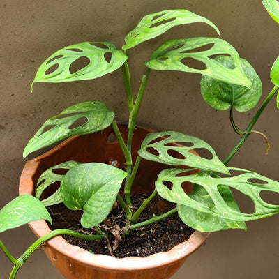 Swiss Cheese Monstera Plant Live, Live Swiss Cheese Plant 4 Inch Pot, Live Monstera Plant