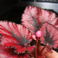 Trailing Begonia Plant Live, Rare Begonias Live Plant, 4-8 Inc Starter Indoor Outdoor Houseplant (Red Begonia)