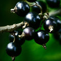 Live Currant Bush Plant Fast Growing, Ready Bear Fruit Within 1 Year - No NC, WV, NH, 6-14" Tall, Great for Backyard or Orchard Growing, Currant Plant (Black)