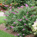Pink Butterfly Bush Live Plant in 4 Inch Pot Planting Perennial Outdoors Garden Bush Shrub