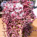 Ruby Necklace Succulent Live Plant, Othonna Capensis Plant, String of Rubies Plant 4 Inch Pot
