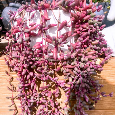 Ruby Necklace Succulent Live Plant, Othonna Capensis Plant, String of Rubies Plant 4 Inch Pot