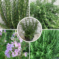 06 Rosemary Plants Live for Indoors, Fragrant Herbs Live Plant Indoor Outdoor Spring Planting, 4-8" in Tall, No Pot, (Fast-Growing Rosemary)