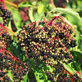 Black Elderberry Plant Live, Berry Shrub, 2-3 Ft Tall
