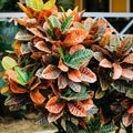 Croton Plant, 5 to 7 Inches Tall, Croton Plant Pot, House Plant Live for Gardening Indoor Outdoor, Live Croton Plant