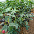 03 BlackBerry Bushes Plants Live, 4-6" in for Spring Planting, Outdoor Growing, High-yielding Blackberries Trees, (Easy Planting BlackBerry)