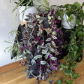 Purple Tradescantia Zebrina Live Plant, Rare Wandering Jew Houseplant with Variegated Foliage, Easy to Grow Indoor Vine, 4” Pot