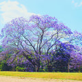 Blue Jacaranda Tree Live Plant 6-8 Inch Tall, Jacaranda Mimosifolia Flowering Plants Well Rooted