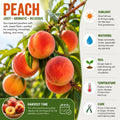 Ruby Peach Tree Live Plant, Tropical Fruit Tree, 1-2 Ft Tall