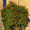 Fragrant Orange Honeysuckle Plants Live Vines, Perennial Lonicera Tecoma Honeysuckle Plants, 5 to 9 Inches Tall