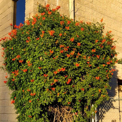 Fragrant Orange Honeysuckle Plants Live Vines, Perennial Lonicera Tecoma Honeysuckle Plants, 5 to 9 Inches Tall