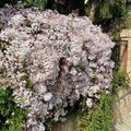 Pink American Jasmine Flower Plant Live, 5–10 Inches Tall, Fragrant Fast-Growing Blooming Jasmine Live Plant in 4 Inch Pot for Outdoor Growing