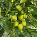Live Granny Smith Apple Tree Plant 6-10 Inch Tall