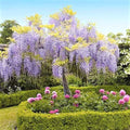 Purple Wisteria Tree Live Plant 9 Months Old Tree in 2.5 Inch Pot, Wisteria Live Plant, Wisteria Vine Plant, Perennial Flowers