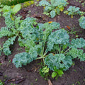 Kale Plants Live in 4 Inch Pot, Kale Seedling from 3 to 5 Inches Tall, Well Rooted, Hardy Vegetable for Outdoor Planting, 3 Plants Per Pot