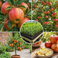 Honey Crisp Apple Tree Plant Live, Sweet Fruit Plant, 6-10 Inch Tall