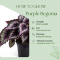 Trailing Begonia Plant Live, Rare Begonias Live Plant, 4-8 Inc Starter Indoor Outdoor Houseplant (Purple Green Begonia)