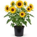 Yellow Sunflower Live Plant in 4" Pot - 4-6 Inch Tall