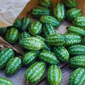 Set 4 Cucamelon Plants Seedlings, Cucamelon Mini Cucumber Live Plant Gardening 3 to 6 Inc Tall Vegetable Plant, Easy to Plant
