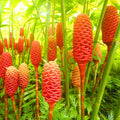 3Pcs Shampoo Ginger Rhizomes, Live Awapuhi Shampoo Ginger Roots for Planting, Zingiber Zerumbet Fresh Ginger Plant Live, Pinecone Ginger