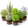 Set 3 Mix Herb Plants, 3-6" Tall Assorted Herb Starter Plants, Rosemary, Lemon Balm, Lavender, Mint and Other Varieties, Without Pot, Fragrant Herbs Plant for Garden