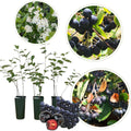 Viking Chokeberry Plant Live, Aronia Plants Shrub Bush, Chokecherry Like, 6 to 12 Inc Plant (Black)