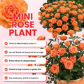 Orange Mini Rose Plant Live, Miniature Rose Bush in 3.5" Pot, Spring Blooming Mini Rose, 4–5" Tall, Indoor Outdoor Flowering Plant for Home Garden