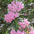 Set 2 Pink Oleander Plant, 4-8" Tall, Pink Oleander Flower Plants Live Starter, Flower Plant for Outdoor Garden and Landscape Planting