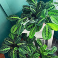 2 Rare Prayer Plants Live, Hardy Prayer Plants Live House Plant for Indoor Spaces, 3-5 Inch Height, Maranta Plant in 3'' Pot, Well-Rooted