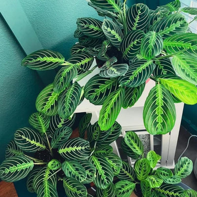 2 Rare Prayer Plants Live, Hardy Prayer Plants Live House Plant for Indoor Spaces, 3-5 Inch Height, Maranta Plant in 3'' Pot, Well-Rooted