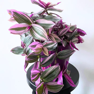 Pink Wandering Jew Live Plant, Pink Tradescantia Nanouk Variegated Wandering Jew Plant, Rare Nanouk Pink Wandering Jew Plant 2 Inch Pot, Pink Wandering Jew Plant Live Houseplants Indoor