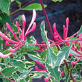 Variegated Honeysuckle Vine Live Plant Perennial 2.5 Inc Pot Fragrant, Honeysuckle Plant Can Grow As Shrub or Vine on Trellis Hedge
