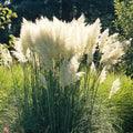 Pack 3 Pampas Grass Plants Live, Ornamental Pampas Grass Live Plants, in 2.5" Pots, Tall Grasses Seedlings (White Pampas Grass)