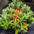 02 Pineapple Plants Live for Outdoor Full Sun Spring Planting, Cold Hardy Fruit Tree Starter from 4-6" in Tall, No Pot (Early Growing Pineapple)