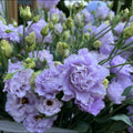 Eustoma Lisianthus Plants Live, Blue Eustoma Lisianthus Plant, 2–3 Inch Well Rooted Plug, Rose Plant for Container, Garden