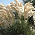 Pack 3 Pampas Grass Plants Live, Ornamental Pampas Grass Live Plants, in 2.5" Pots, Tall Grasses Seedlings (Mix Pampas Grass)