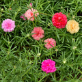 Set 4 Mixed Portulaca Plants 4-7 Inches, Vibrant, Low Maintenance Moss Rose Flowers for Garden Beds, Containers and Patios