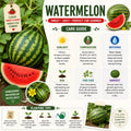 Sweet Watermelon Live Plant, Watermelon Starter Plant 4-7 Inches Tall in 4 Inch Pot, Sweet Fruit Plant, Outdoor Garden Vine